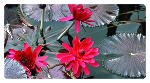 DSC700 026 Water Lily Red
